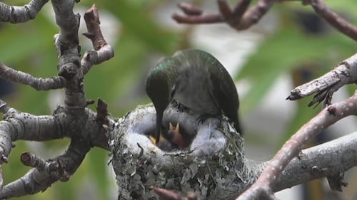 ‘Oh! There’s a baby!’: B.C. man’s backyard hummingbird video provides hope and joy around the world