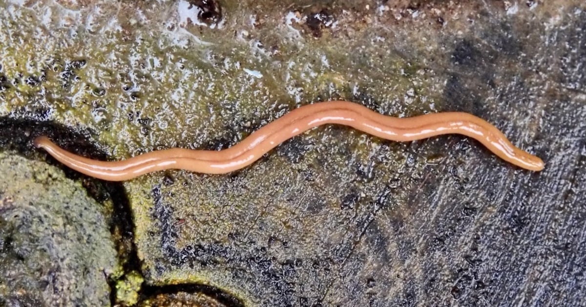 Wisconsin Worms How to get rid of toxic hammerhead worms