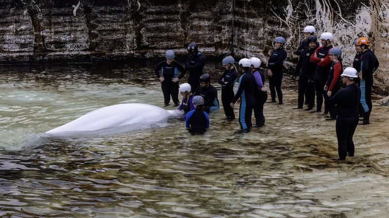 Another Marineland whale dies at Shedd Aquarium in Chicago