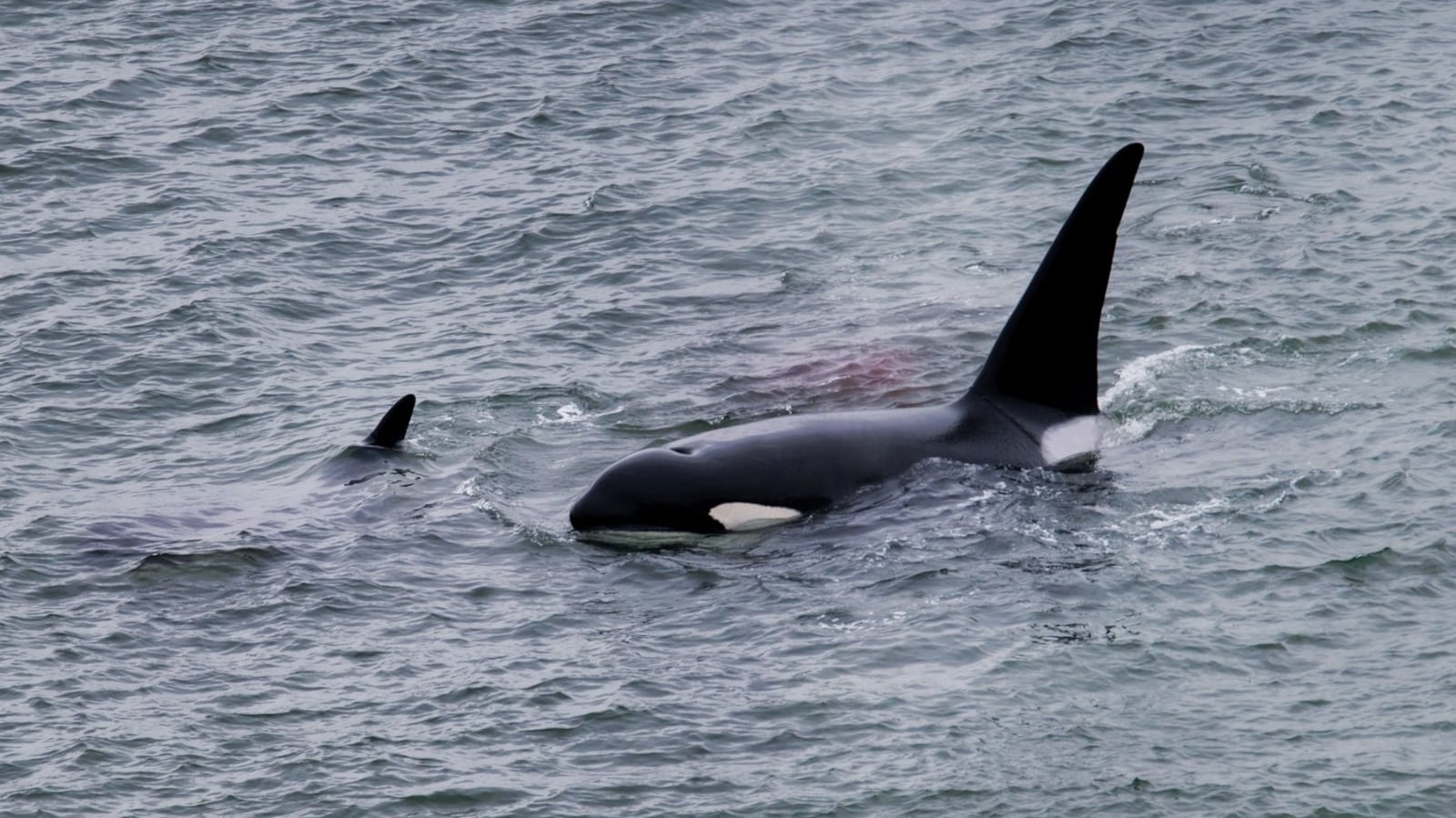 Vancouver orca sightings create connections, community