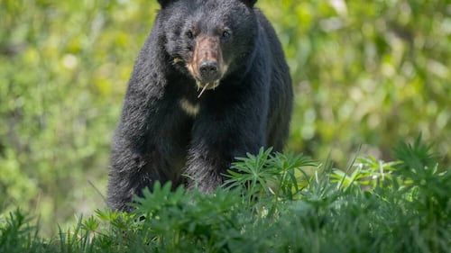 Bear killed after woman attacked near Whistler, B.C.