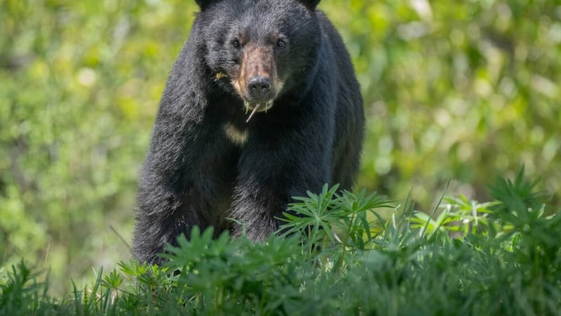 Bear killed after woman attacked near Whistler
