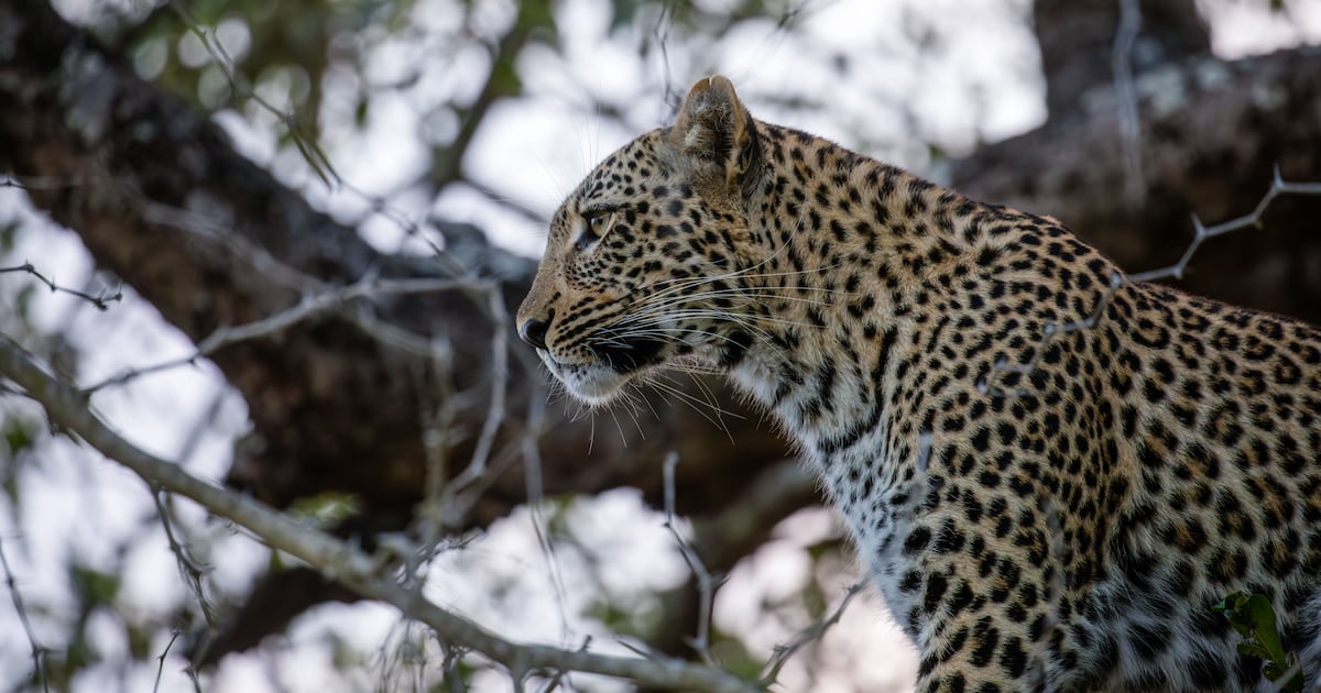 A zookeeper at the Beekse Bergen Safari Park in the Netherlands has died after being attacked by a leopard. (Pexels)