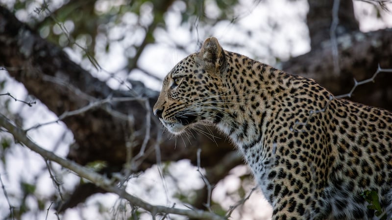 Dutch zookeeper dies after leopard attacked her in the animal's enclosure