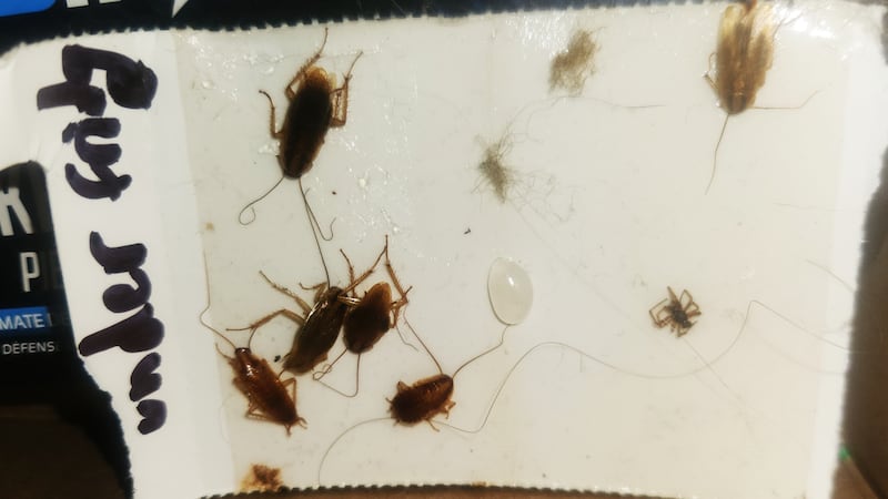 Sudbury woman says her building is chronically infested with cockroaches