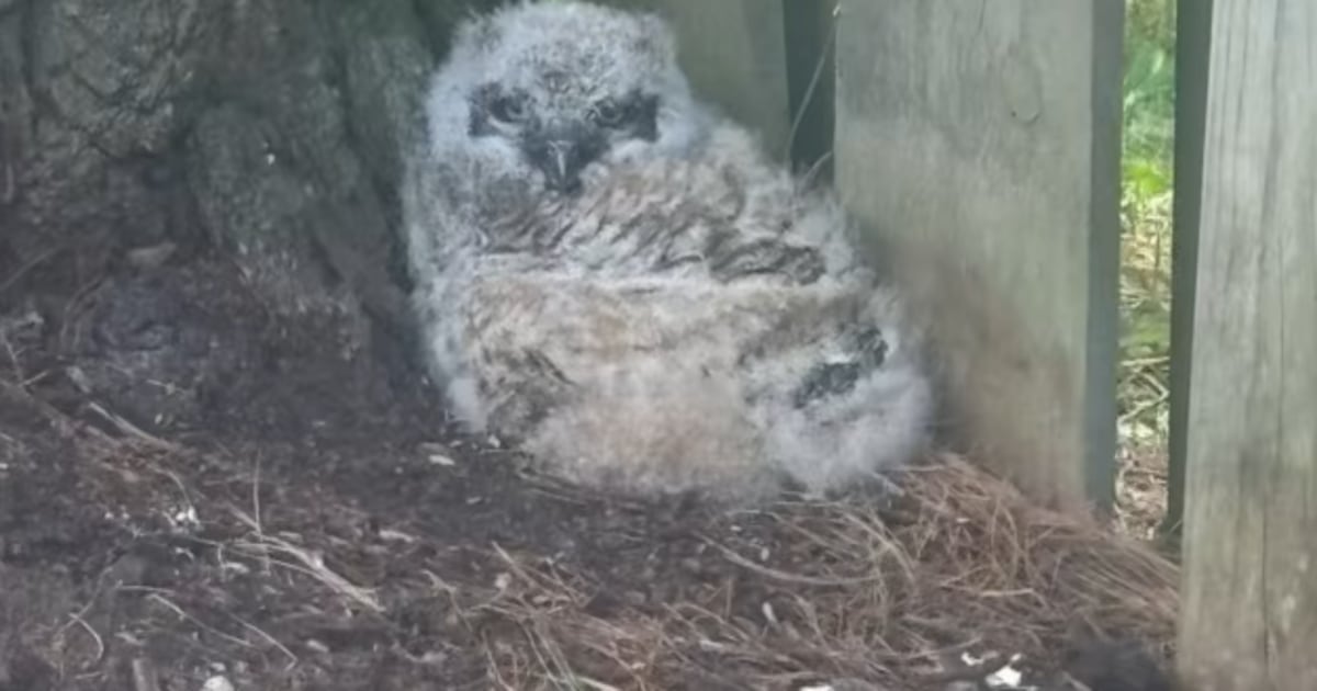Baby owl reunited with mother in Procyon Wildlife rescue