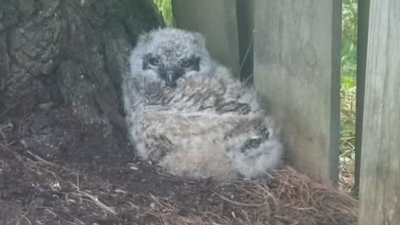 Baby Great Horned owl reunited with mother after fall from nest