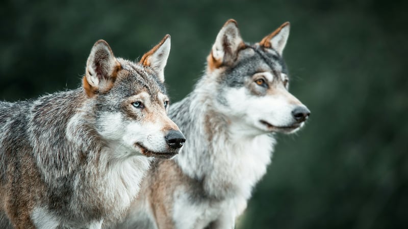 Aggressive coyotes cause closures in Banff townsite