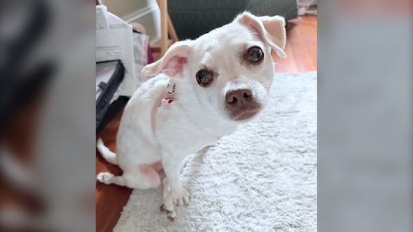 ‘Amazing people’: Community steps up after Halifax dog’s wheelchair was stolen