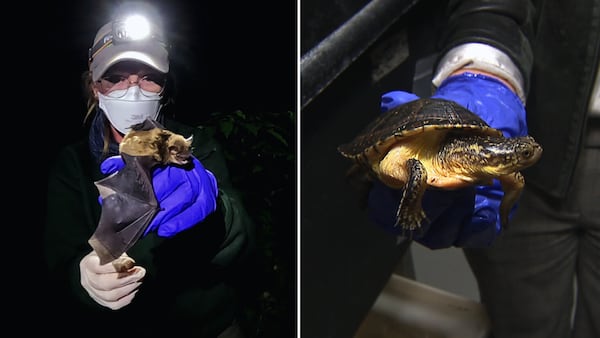Saving endangered turtles and bats focus of new Toronto Zoo partnership