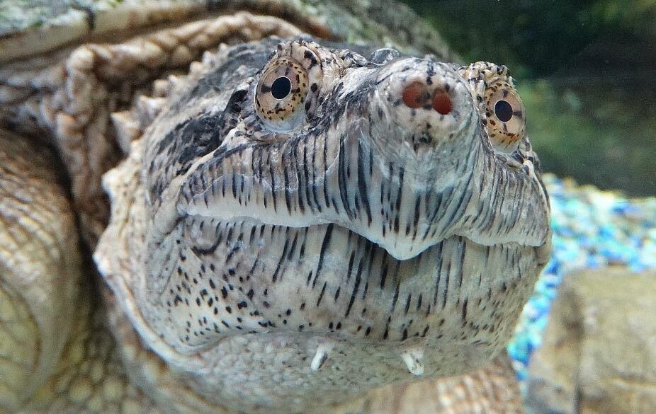 20-year-old snapping turtle begins new chapter at Aspen Valley