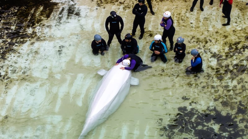 Chicago aquarium shares health update on Marineland belugas after whale deaths
