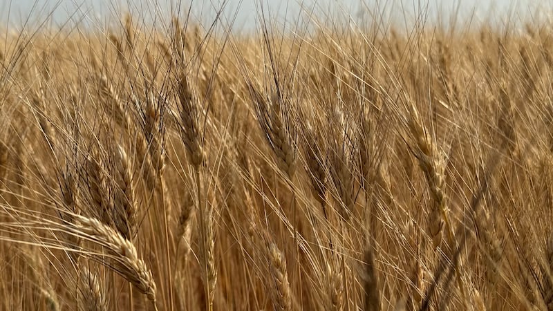 Widespread rainfall sees harvest progress fall to half of 5, 10-year averages