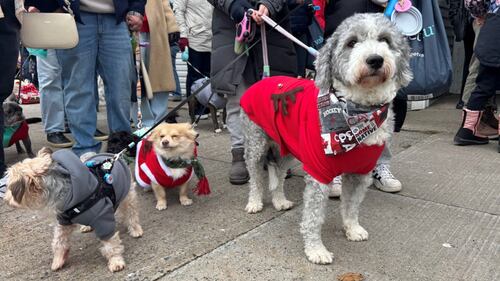 Three dogs are pictured wearing sweaters.