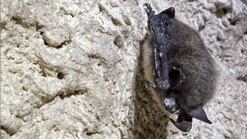 Jasper National Park fighting deadly fungal disease in bats