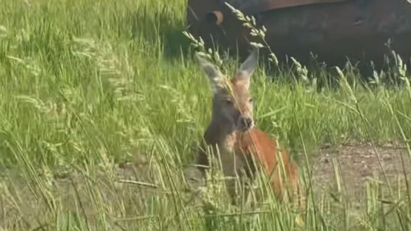 Wallaby remains loose but being monitored on Montreal’s South Shore
