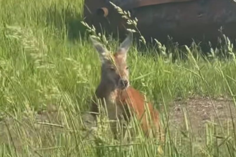 Wallaby remains loose but being monitored on Montreal’s South Shore