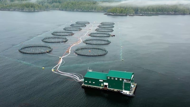 Millions of pink salmon are returning to spawn on Canada’s West Coast. But why?