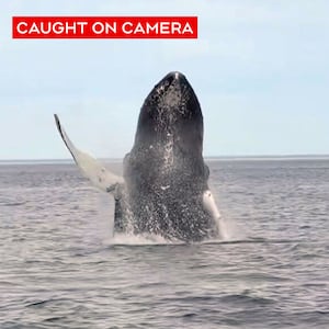 Whales breaching in Newfoundland caught on camera
