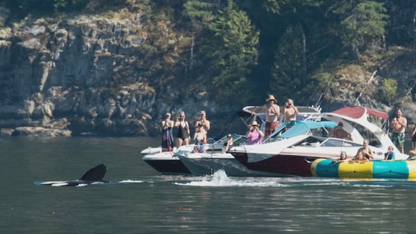‘They’re coming right for you’: Orcas swim up to boaters in B.C.’s Howe Sound