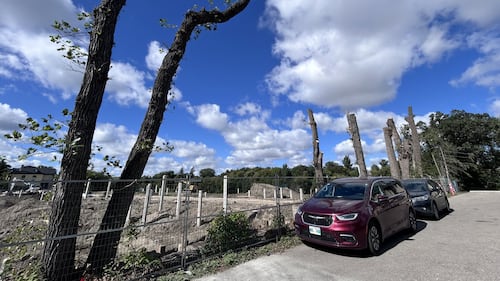 Advocates planting the seed of a tree protection law in Winnipeg's election