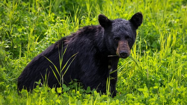 Bear traps set up on public property in the Sault
