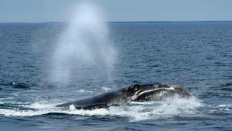 Entangled North Atlantic right whale spotted near Shippagan, N.B.