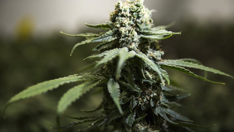Cannabis raids in N.S., N.B., Ontario tied to transnational organized crime, RCMP say