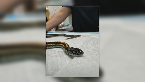 How 2 snake species can survive winter months in Edmonton