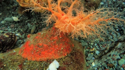 These sea cucumbers seem to have 'zombie' flesh that doesn't die when lopped off