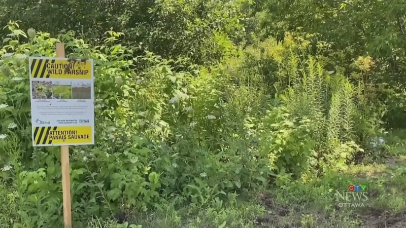 Wild parsnip control to begin in Little River Corridor and Ojibway Prairie Complex