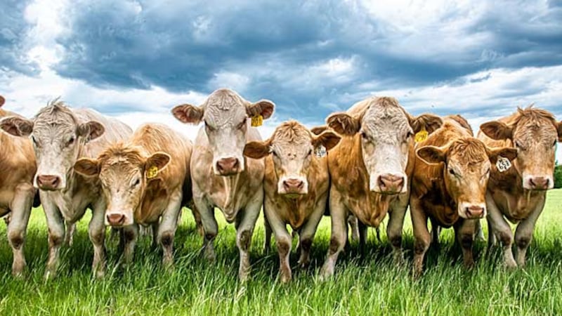 Swiss cows struck by mystery illness