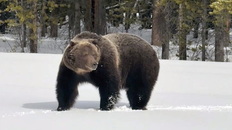 Bear warning issued for Vermillion Lakes Road by Parks Canada as The Boss spotted eating fish carcasses