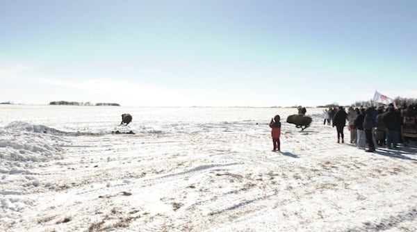 Buffalo return to Cowessess First Nation marks historic moment