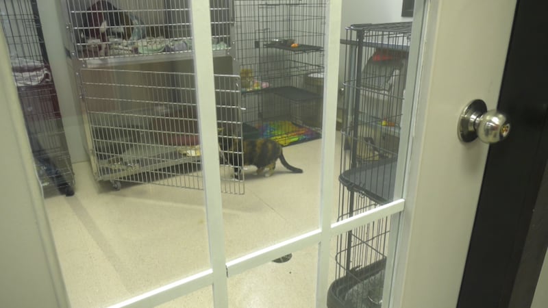 ‘Beyond capacity’: Alberta animal rescue closes intake due to financial issues