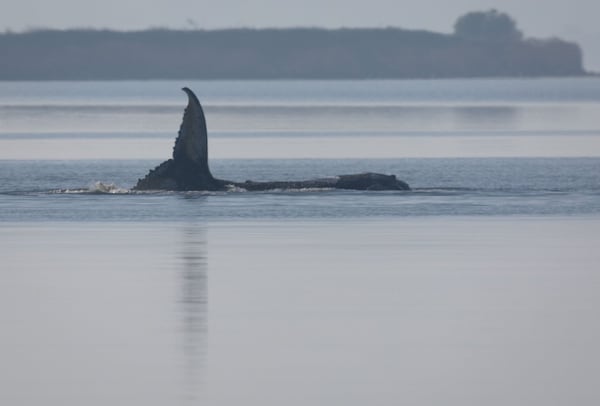 Denmark to autopsy ‘Timmy’ the whale