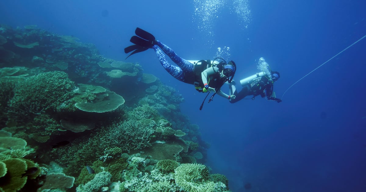 Healthy corals help bleached neighbours regain colour, study shows