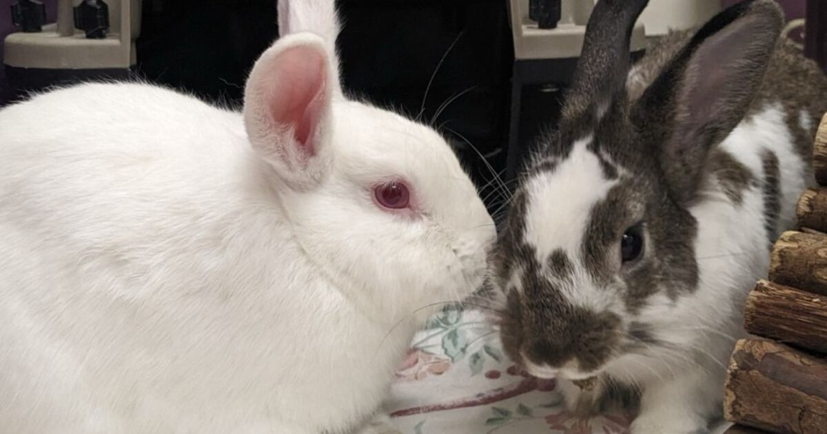 Hum Mane Rabbitry Farm Get a rabbit at a reduced rate: Guelph Humane Society encouraging more ...