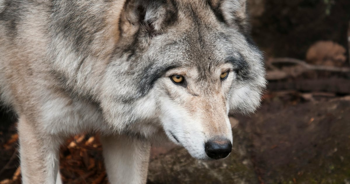 Wolf Problemi Alberta Parks issues warning about problem wolf