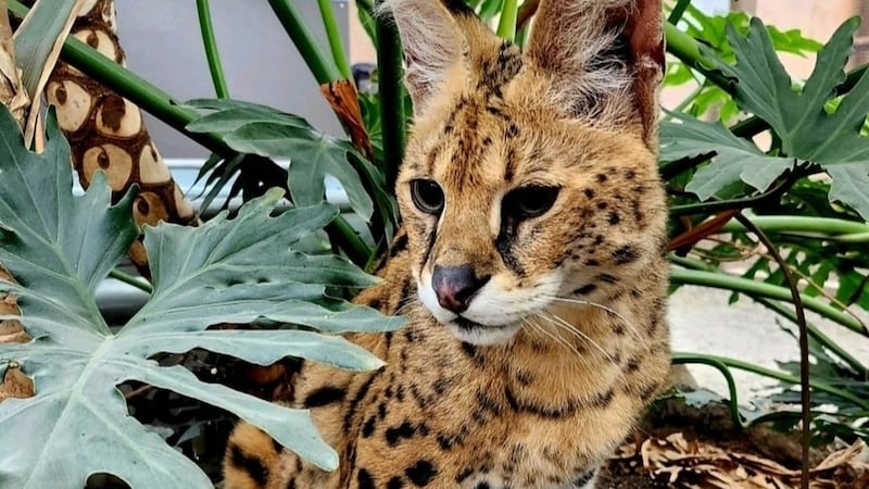 Owner of Gary, the African serval, says animal will suffer under B.C. exotic cat ban