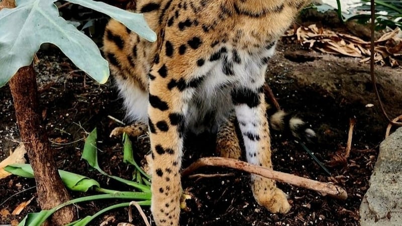 Owner of Gary, the African serval, says animal will suffer under B.C. exotic cat ban