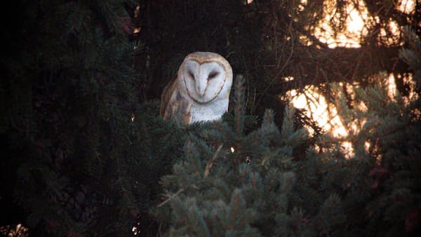 ‘It was insane’: Rare barn owl spotted in south Calgary