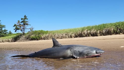 Large great white shark found dead on Nova Scotia beach, cause of death a mystery
