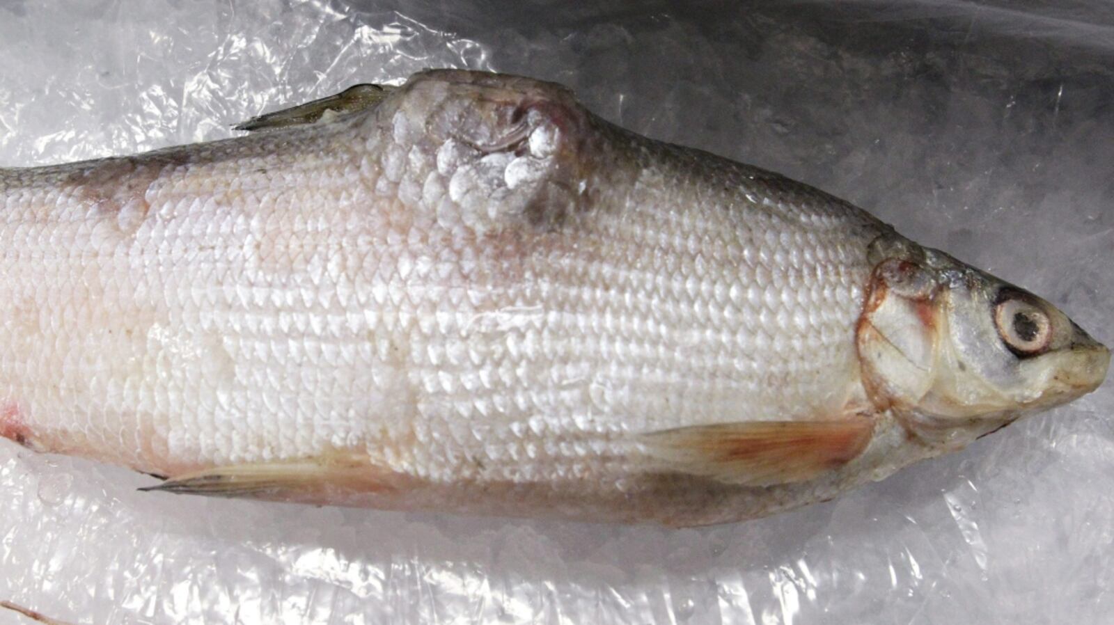 Deformed fish in Alberta: Scientist thinks he knows why