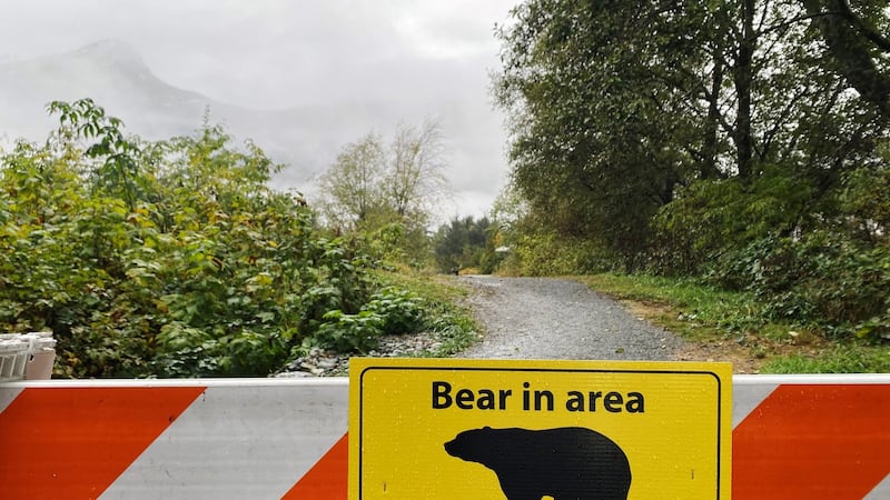 Grizzly bear spotted on northern Vancouver Island, residents urged to be cautious
