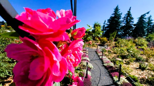 2026 marks the 20th anniversary of Calgary's Botanical Gardens of Silver Springs.