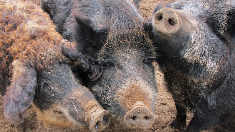 Invasive wild pigs in Ontario are being tracked down by drones with thermal cameras. Here’s why