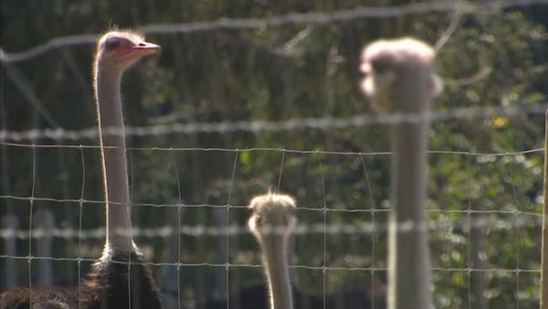 Should B.C. ostriches be saved? Animal advocates and virologists disagree
