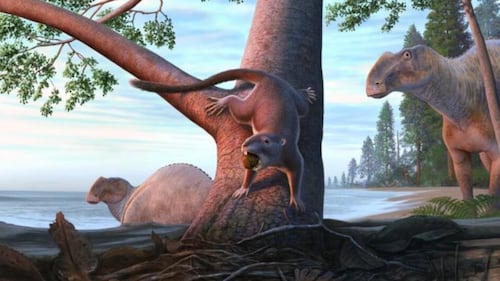 This hamster-sized creature outlasted most dinosaurs, researchers say