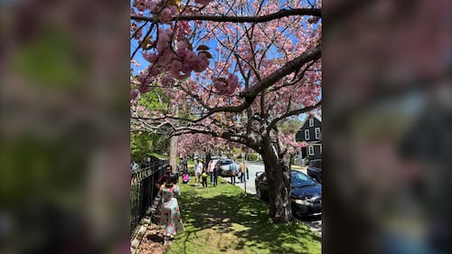 People pose for pictures with cherry blossom trees.